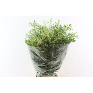 Euca Parvifolia 200gr P Bunch