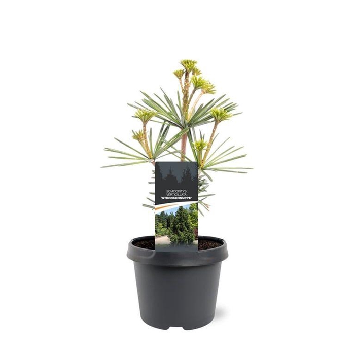 <h4>Sciadopitys verticillata 'Sternschnuppe'</h4>