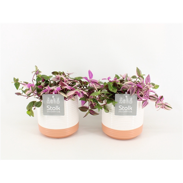 <h4>Tradescantia Quadricolor In Milou keramiek</h4>