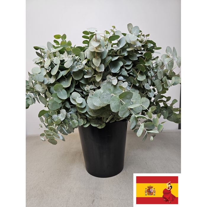 <h4>EUC CINEREA PER STEEL -SP-</h4>