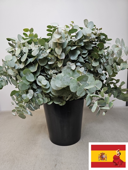 EUC CINEREA PER STEEL -SP-