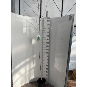 BETU UT JACQUEMONTII