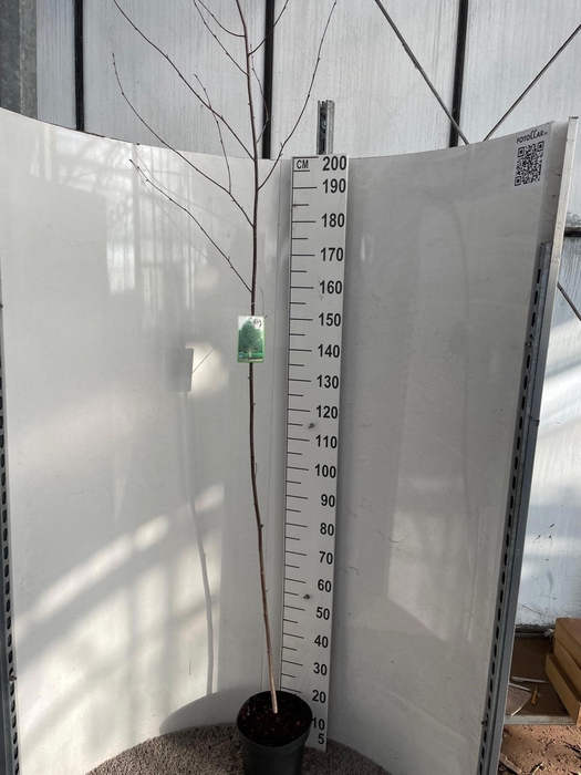 <h4>BETU UT JACQUEMONTII</h4>