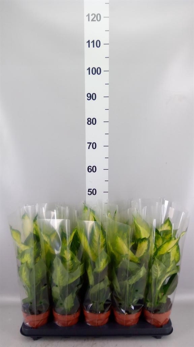 <h4>Dieffenbachia 'Camilla'</h4>