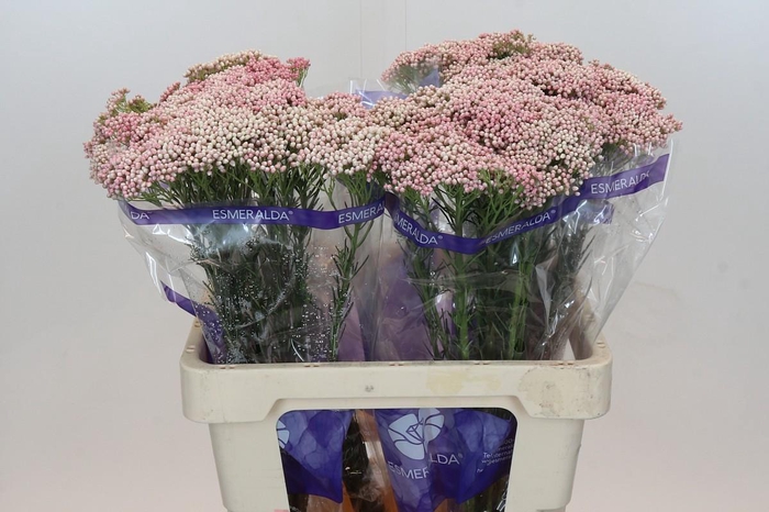 <h4>Ozothamnus Cooks Tall Pink</h4>