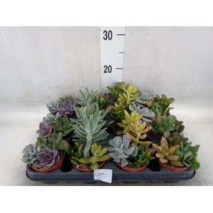 Succulents   ...