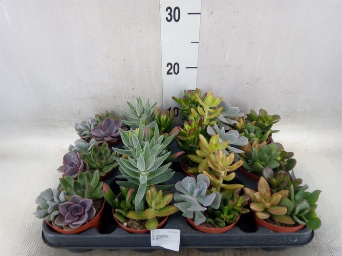 <h4>Succulents   ...</h4>