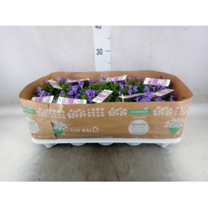 Campanula porten. 'Ambella Lavende'