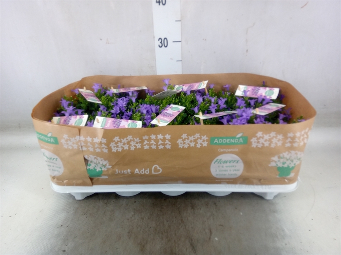 <h4>Campanula porten. 'Ambella Lavende'</h4>