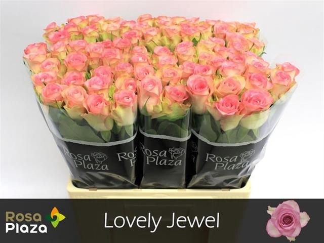 R GR LOVELY JEWEL