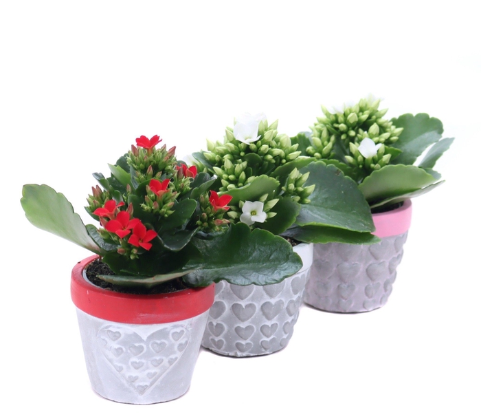 <h4>Kalanchoe 6 cm in 3 kleuren konische beton potje met hartjes</h4>