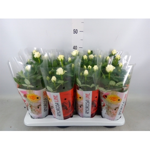 Rosa  'Amorosa Infinity White'