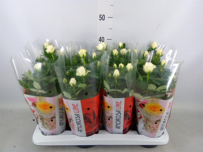 <h4>Rosa  'Amorosa Infinity White'</h4>
