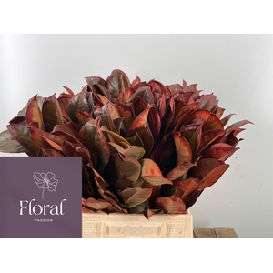 Laurier Blad Klb Rood