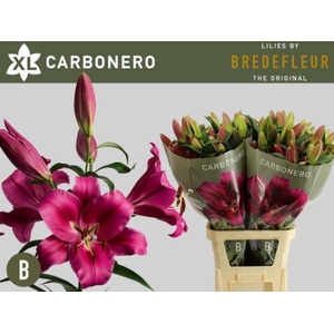 LI  OT CARBONERO