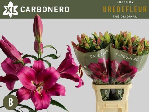 <h4>LI  OT CARBONERO</h4>
