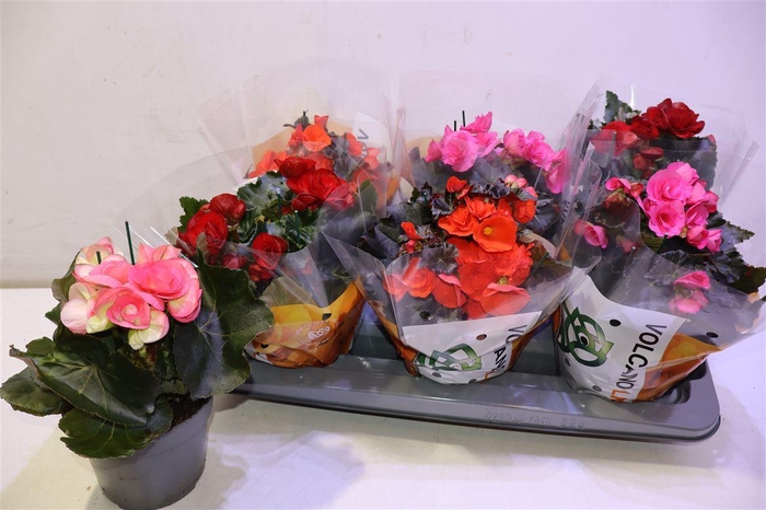 <h4>arr8 Beg Du Gem</h4>