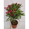 Nerium Oleander Bush - 2054 17