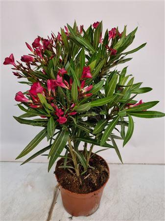Nerium Oleander Bush - 2054 17