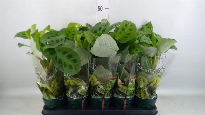 <h4>Maranta leuc. 'Kerchoveana'</h4>