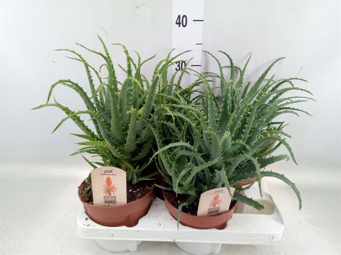 <h4>Aloe arborescens</h4>