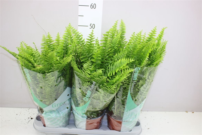 <h4>Nephrolepis Green Moment</h4>