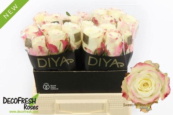 <h4>R GR SWEET HORIZON</h4>