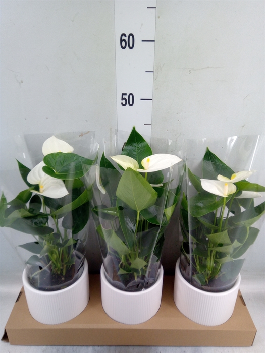 <h4>Anthurium  'Karma White'</h4>