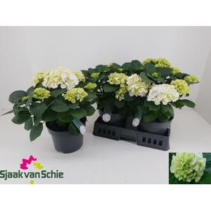 HYDR M CRYSTAL PALAC