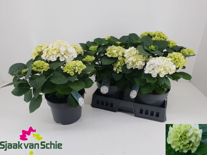 <h4>HYDR M CRYSTAL PALAC</h4>