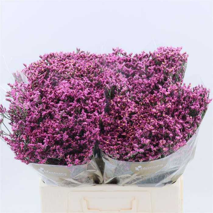 <h4>Limonium Sinense Tiffany Diamond</h4>
