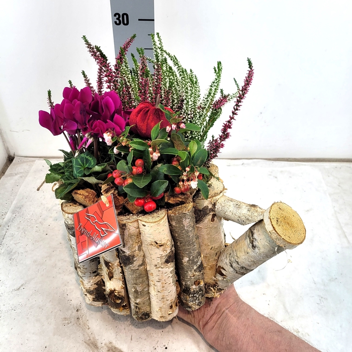 <h4>ARR TUINPLANTEN</h4>