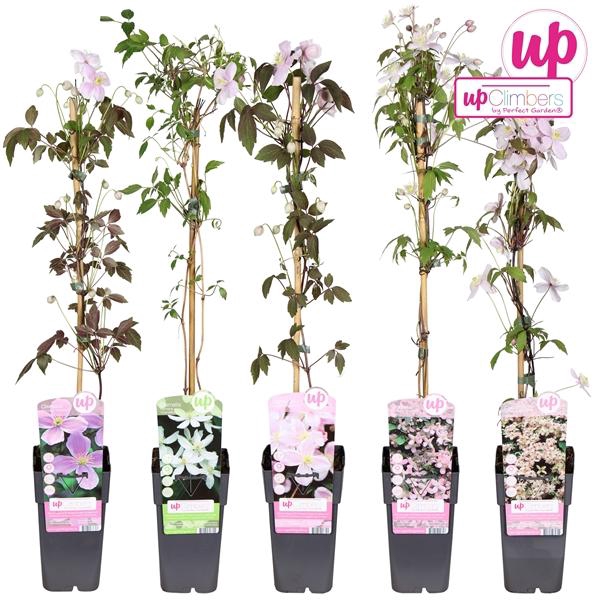 <h4>Clematis Montana mix etage</h4>