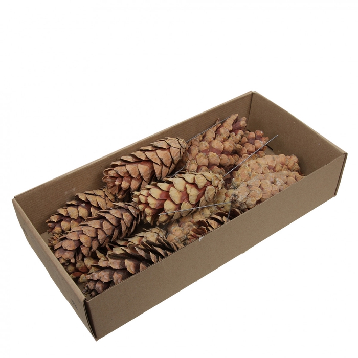 <h4>Pine cone Strobus/wire 10cm x20</h4>