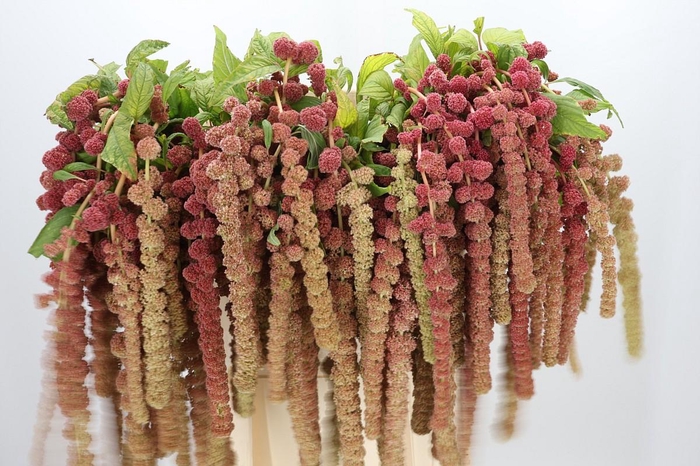 <h4>Amaranthus caudatus 'Coral Fountain'</h4>