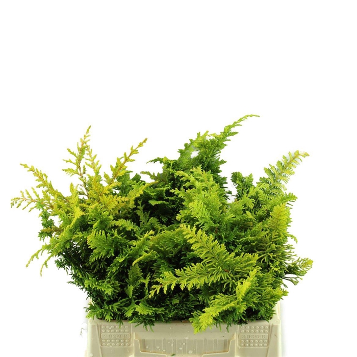 <h4>Conif.ch.obt.tetragona Aurea</h4>