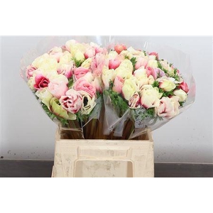 ANEM MISTRAL SUPER BICOLOR