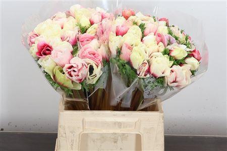 <h4>ANEM MISTRAL SUPER BICOLOR</h4>