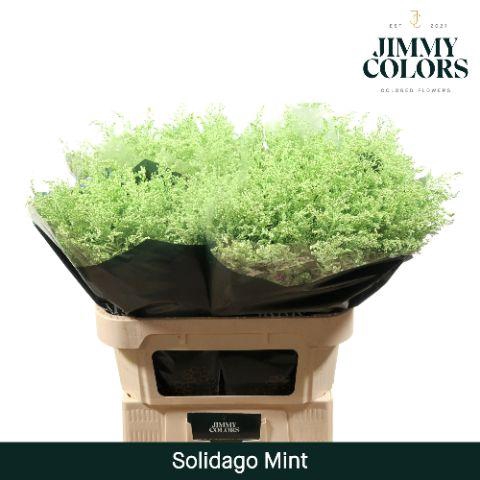 <h4>Solidago L80 Mint</h4>