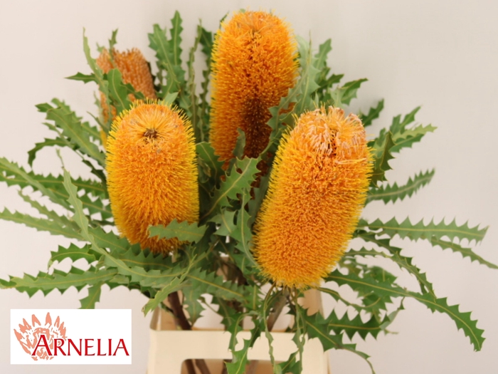 <h4>BANKSIA OV KLEINBL</h4>