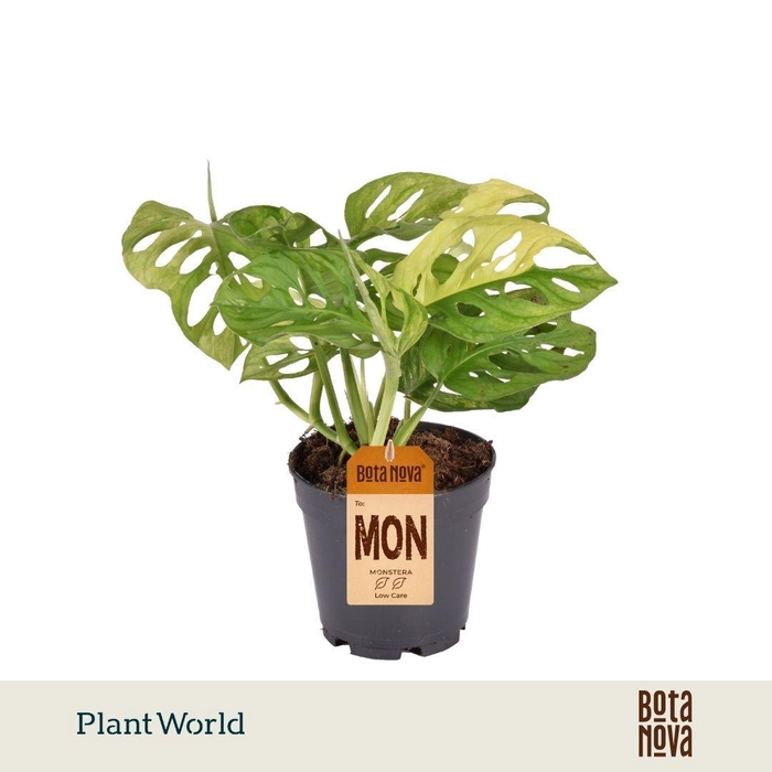 <h4>Monstera Variegated Aurea</h4>
