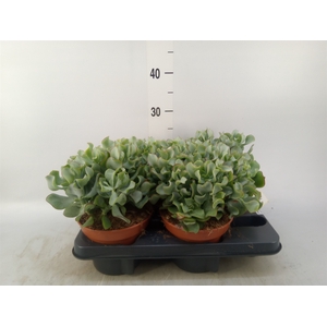 Crassula arborescens subsp. undilat