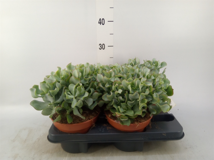 <h4>Crassula arborescens subsp. undilat</h4>