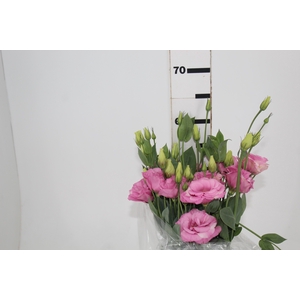 LISIANTHUS ECHO PINK 050 CM MIN 500 GRAMAS ROSA
