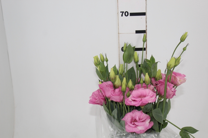 LISIANTHUS ECHO PINK 050 CM MIN 500 GRAMAS ROSA