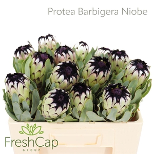 Protea Barbigera Niobe