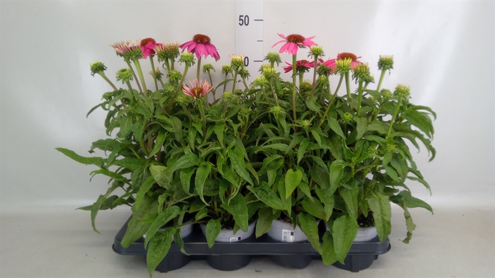 <h4>Echinacea  'Sombrero Rose'</h4>