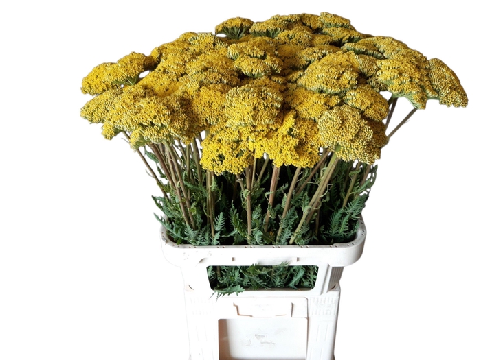 <h4>ACHIL F PARK VARIETY</h4>