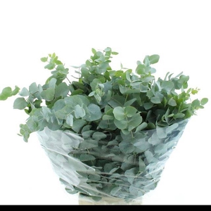 EUC CINEREA PER BOS