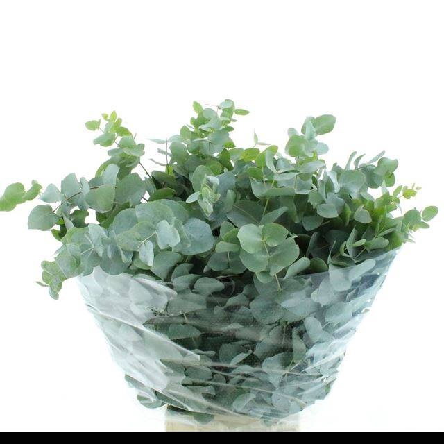 <h4>EUC CINEREA PER BOS</h4>